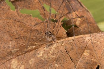 Media type: image;   Invertebrate Zoology 151592